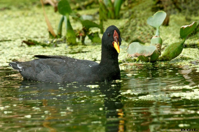 GALLARETA ESCUDETE ROJO (Fulica rufifrons) - Playa Penino - SAN JOSÈ (Diciembre 2022)